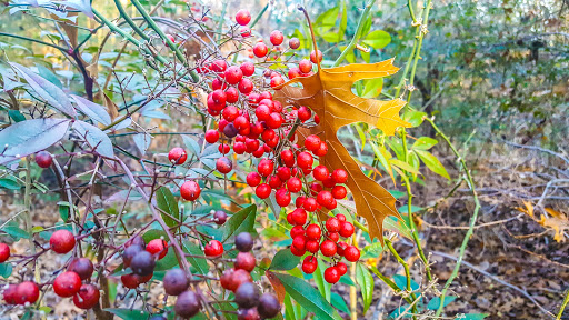 Park «River Legacy Parks», reviews and photos, 701 NE Green Oaks Blvd, Arlington, TX 76006, USA