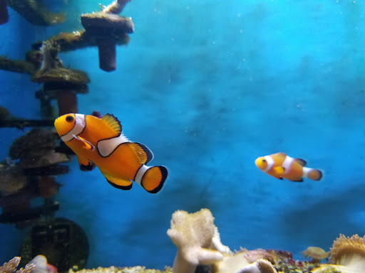 Pet Supply Store «Petco Animal Supplies», reviews and photos, 2823 County Home Rd, Goshen, IN 46526, USA