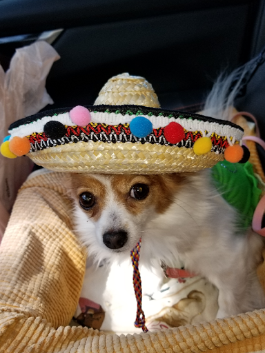 Pet Supply Store «PetSmart», reviews and photos, 290 S Broadway, Salem, NH 03079, USA