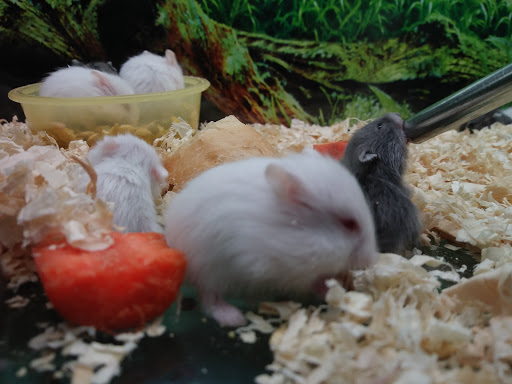 Pet Supply Store «Rutser Pet Store», reviews and photos, 5418 E Beverly Blvd, East Los Angeles, CA 90022, USA