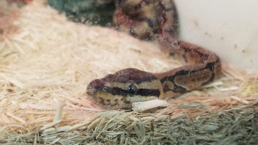 Pet Supply Store «Pet Supplies Plus», reviews and photos, 21703 Village Lakes Shopping Center Dr, Land O Lakes, FL 34639, USA