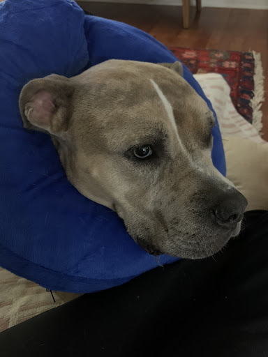 Pet Supply Store «Park Pet Supply Inc», reviews and photos, 479 Flat Shoals Ave SE # A, Atlanta, GA 30316, USA