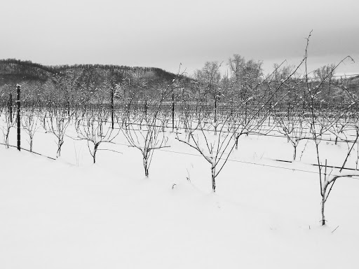 Winery «Loving Cup Vineyard & Winery», reviews and photos, 3340 Sutherland Rd, North Garden, VA 22959, USA