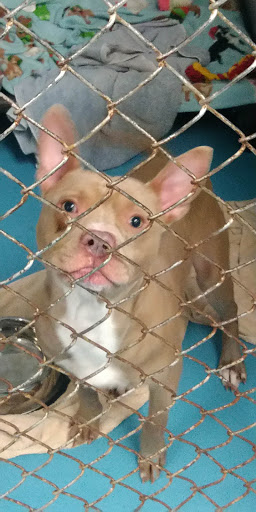 Animal Shelter «South Suburban Humane Society», reviews and photos