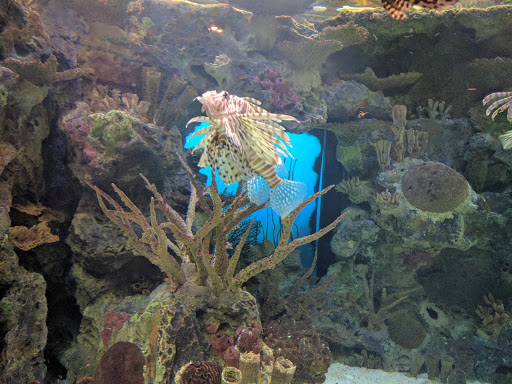 Aquarium «Shark Reef Aquarium at Mandalay Bay», reviews and photos, 3950 S Las Vegas Blvd, Las Vegas, NV 89119, USA