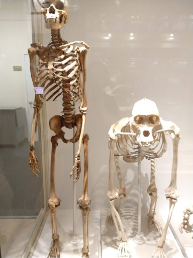 Museum «Peabody Museum of Archaeology and Ethnology», reviews and photos, 11 Divinity Ave, Cambridge, MA 02138, USA