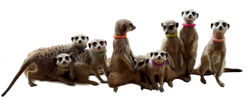 Meerkat Friends