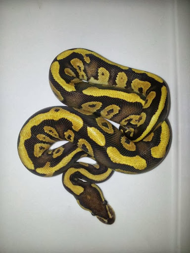 Pet Store «Gills And Thrills Pet Shop», reviews and photos, 204 E 8th St, Lockport, IL 60441, USA