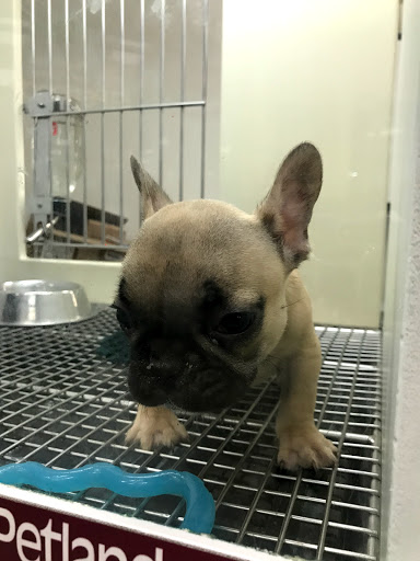 Pet Store «Petland Vineyard - San Antonio», reviews and photos, 1309 North Loop 1604 W #101, San Antonio, TX 78258, USA