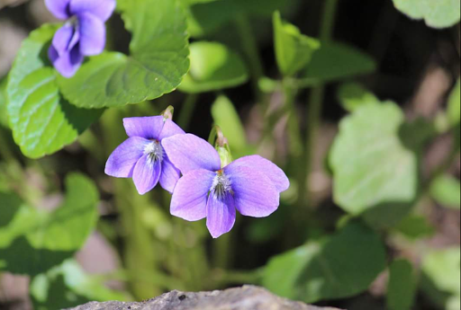 State Park «Goosepond Mountain State Park», reviews and photos, 1198 New York 17M, Chester, NY 10918, USA