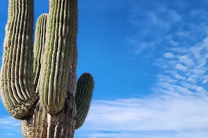 Trail Head Preserve - McDowell Mountains image