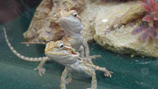 Pet Supply Store «PetSmart», reviews and photos, 32962 FM 2978 Rd, Magnolia, TX 77354, USA