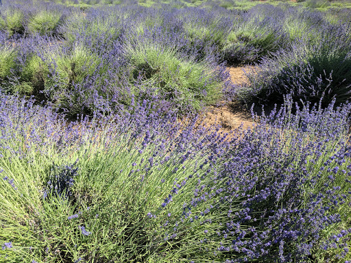 Farm «Oregon Lavender Farm», reviews and photos, 20949 S Harris Rd, Oregon City, OR 97045, USA