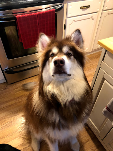 15 Dirigo Dr, Brewer, ME 04412, USA