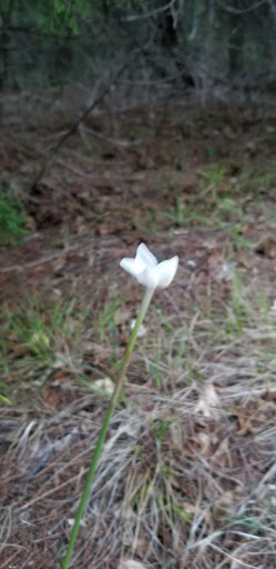 Nature Preserve «Cedar Ridge Preserve», reviews and photos, 7171 Mountain Creek Pkwy, Dallas, TX 75249, USA