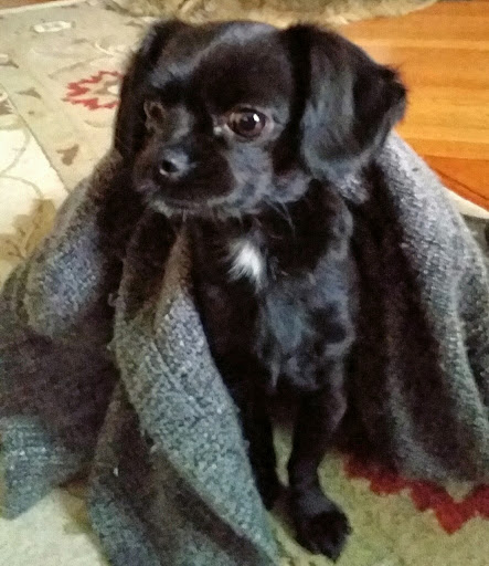 Pet Supply Store «Petco Animal Supplies», reviews and photos, 200 Edwards Blvd b, Lake Geneva, WI 53147, USA