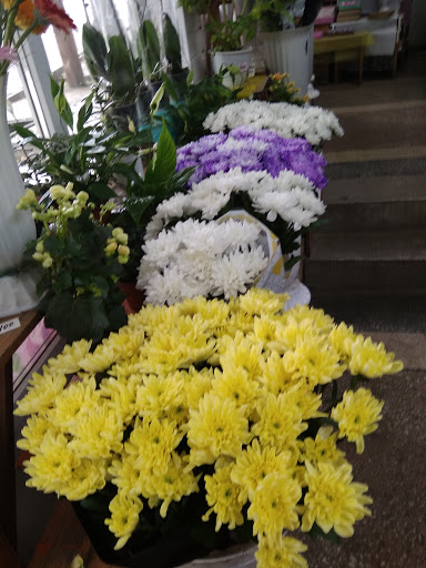 Цветы JS Flowers