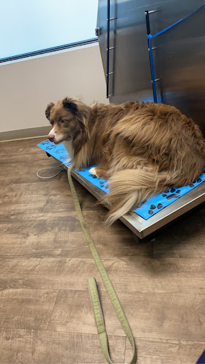 Crest Hill Animal Hospital image