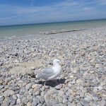 Photo n° 9 de l'avis de Marie.e fait le 13/07/2020 à 15:09 pour LesMouettes80 à Mers-les-Bains