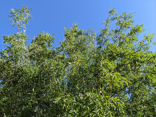 Park «Hoblitzelle Park», reviews and photos, 7500 Red River Dr, Plano, TX 75025, USA