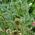 Photo n°5 de l'avis de Mirella.i fait le 10/06/2023 à 21:05 sur le  Cammino nel Verde à Fornovo di Taro