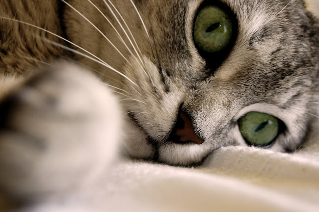 Κτηνιατρείο - Urban Veterinary Care