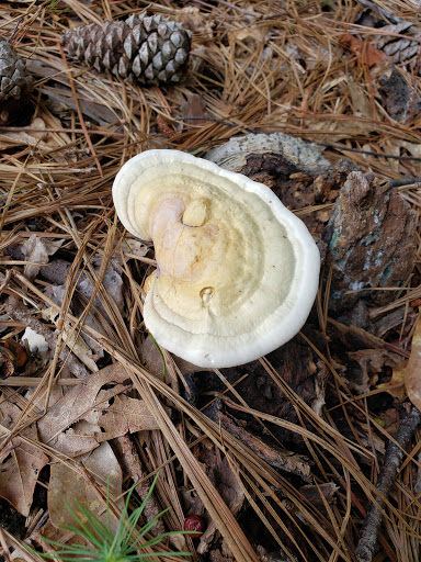 Golf Course «Alfred Tup Holmes Golf Course», reviews and photos, 2300 Wilson Dr SW, Atlanta, GA 30311, USA