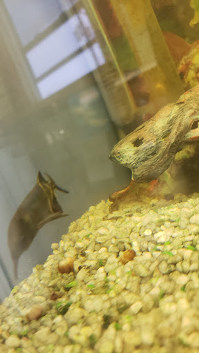 Pet Store «Hutch Pet Shop», reviews and photos, 103 Lake St, Kent, OH 44240, USA