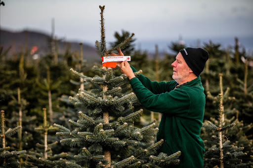 Kavanagh Christmas Trees - Leopardstown Dublin