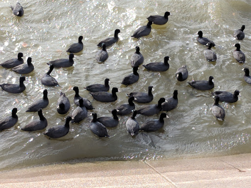 Park «Bowman Springs Park», reviews and photos, 7003 W Poly Webb Rd, Arlington, TX 76016, USA