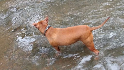 Dog Park «Murfreesboro Bark Park», reviews and photos, 1540 W College St, Murfreesboro, TN 37130, USA