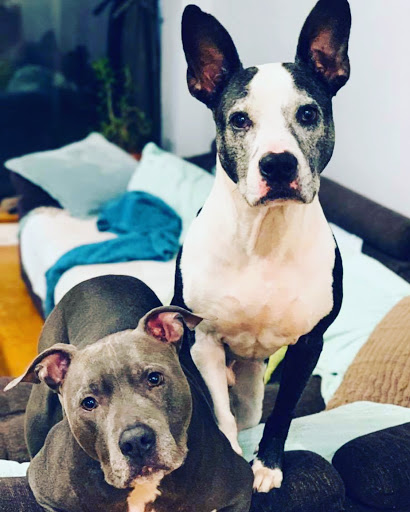 Pet Supply Store «Sprocket & Stone», reviews and photos, 1013 E 53rd St, Chicago, IL 60615, USA