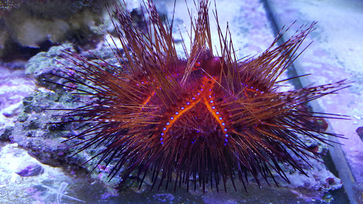 Tropical Fish Store «C K Fish World», reviews and photos, 410 N Azusa Ave, West Covina, CA 91791, USA