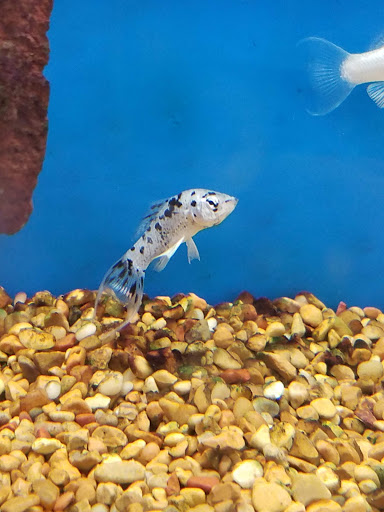 Pet Supply Store «Petco Animal Supplies», reviews and photos, 3637 2700 W, West Valley City, UT 84119, USA