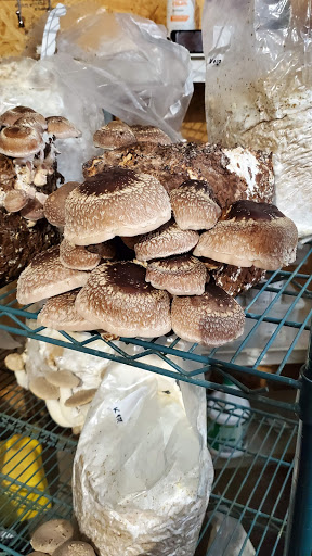 Mycopolitan Mushrooms