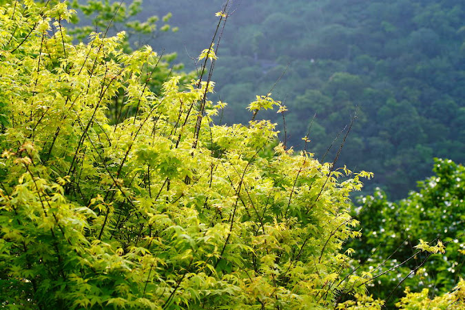 元山咖啡水蜜桃園