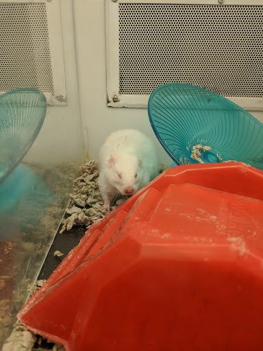 Pet Supply Store «Petco Animal Supplies», reviews and photos, 16710 Royalton Rd, Strongsville, OH 44136, USA