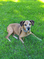 Lamar Animal Clinic