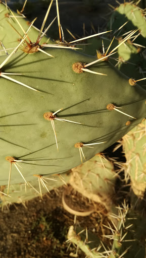 Golf Club «Toka Sticks Golf Club», reviews and photos, 6910 E Williams Field Rd, Mesa, AZ 85212, USA