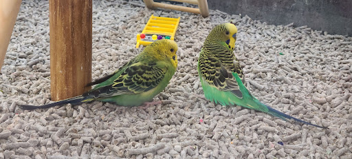 Pet Supply Store «Petco Animal Supplies», reviews and photos, 4401 Transit Rd #600, Williamsville, NY 14221, USA