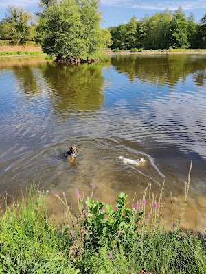 Etangs Communaux à Beugnon-Thireuil