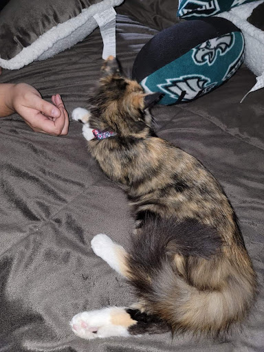 Pet Store «Pets Plus - Lansdale», reviews and photos, 555 S Broad St, Lansdale, PA 19446, USA