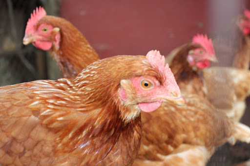 Produce Market «Highland Orchards Farm Market», reviews and photos, 1431 Foulk Rd, Wilmington, DE 19803, USA