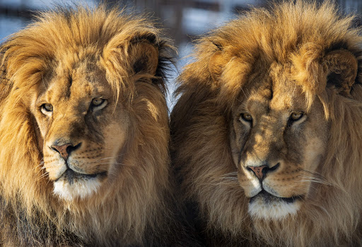 Zoo «Utica Zoo», reviews and photos, 1 Utica Zoo Way, Utica, NY 13501, USA