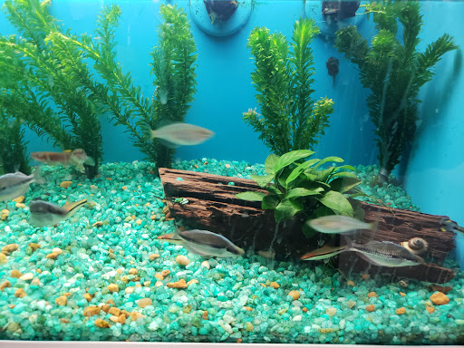 Pet Supply Store «Pet Supermarket», reviews and photos, 1125 Royal Palm Beach Blvd, Royal Palm Beach, FL 33411, USA