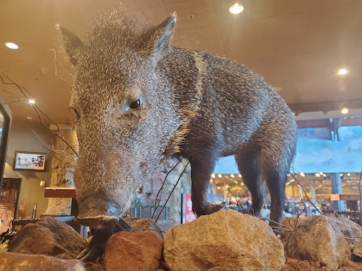 Sporting Goods Store «Bass Pro Shops», reviews and photos, 1133 N Dobson Rd, Mesa, AZ 85201, USA