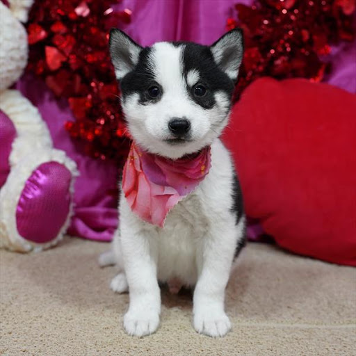 Pet Store «Pet Planet», reviews and photos, 11968 S Redwood Rd, Riverton, UT 84065, USA