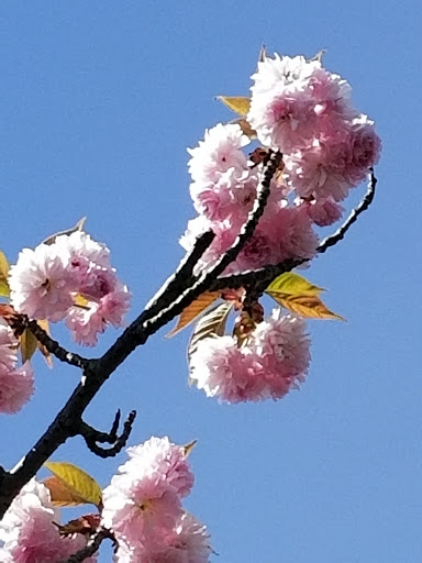 Golf Course «Pohick Bay Golf Course», reviews and photos, 10301 Gunston Road, Lorton, VA 22079, USA