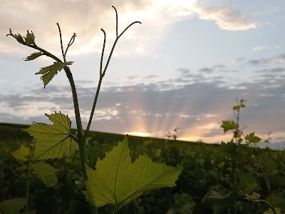 Champagne Thierry Jacquet à Vert-Toulon
