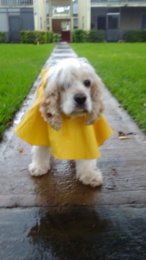 Nature Preserve «Sandy Ridge Sanctuary», reviews and photos, 8501 NW 40th St, Coral Springs, FL 33065, USA